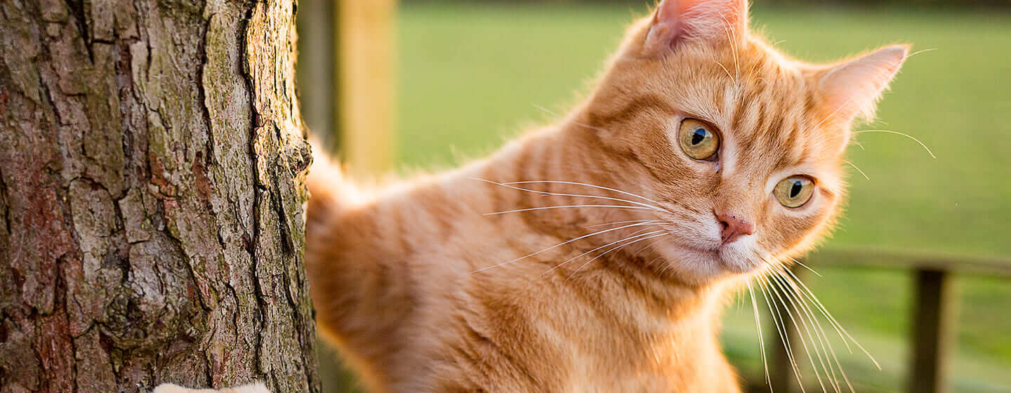 Une micropuce pour retrouver son chat perdu