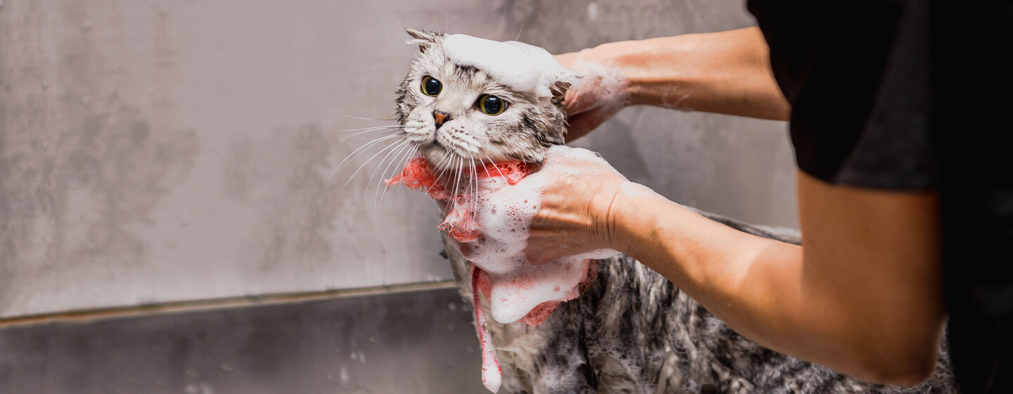 Pourquoi les chats détestent-ils l’eau ?