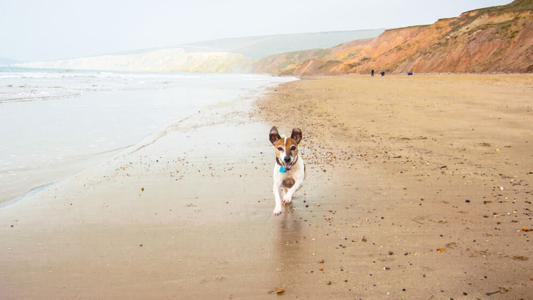 le chien court sur la plage