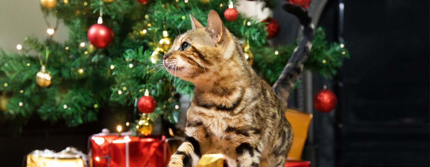 chat devant les décorations de Noel