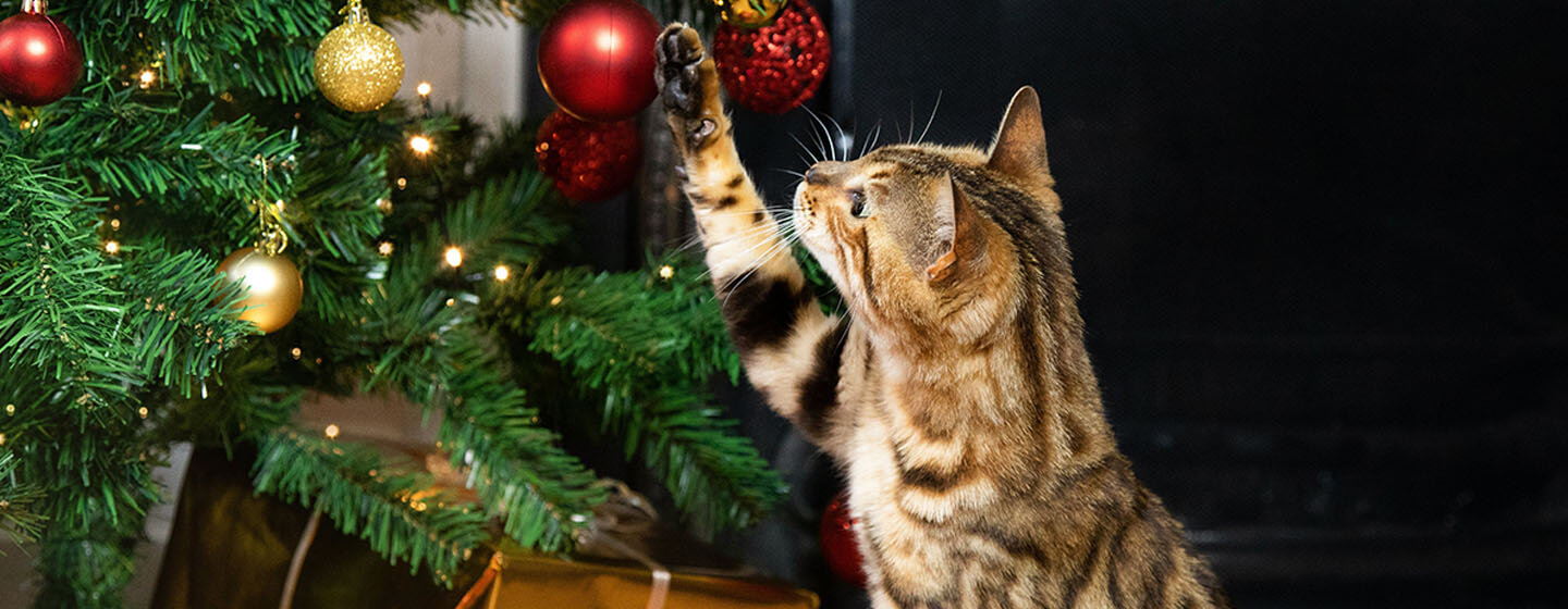 chat qui joue avec les décorations de Noel 