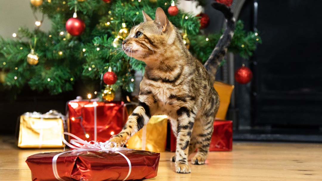chat devant les décorations de Noel