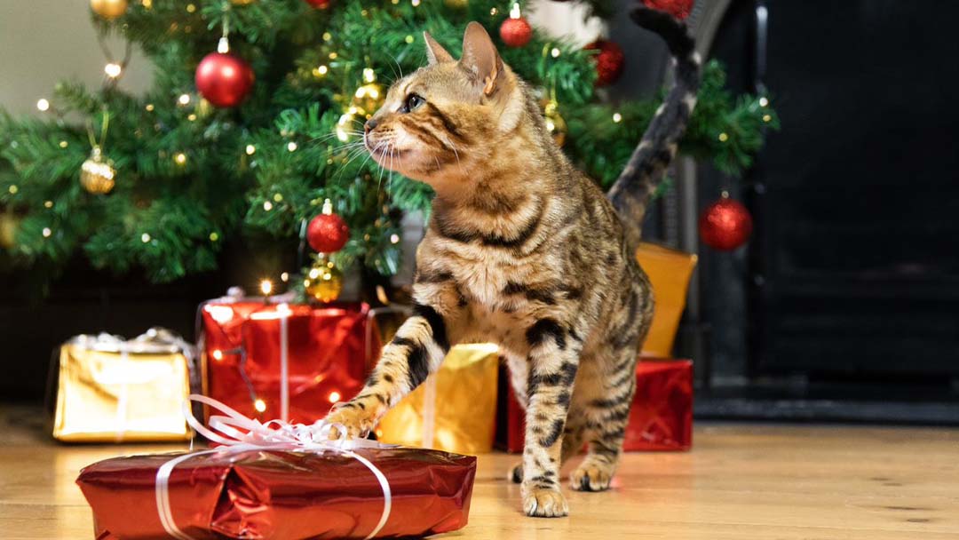 Cadeau de Noël chat gamelle