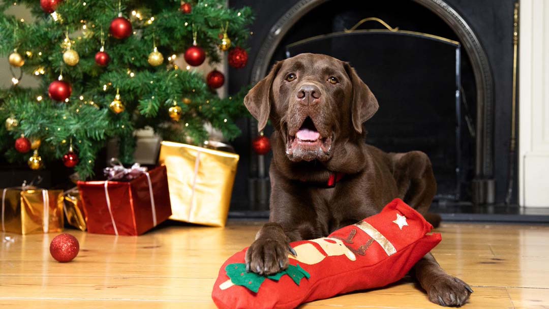 chien avec un cadeau de Noel 