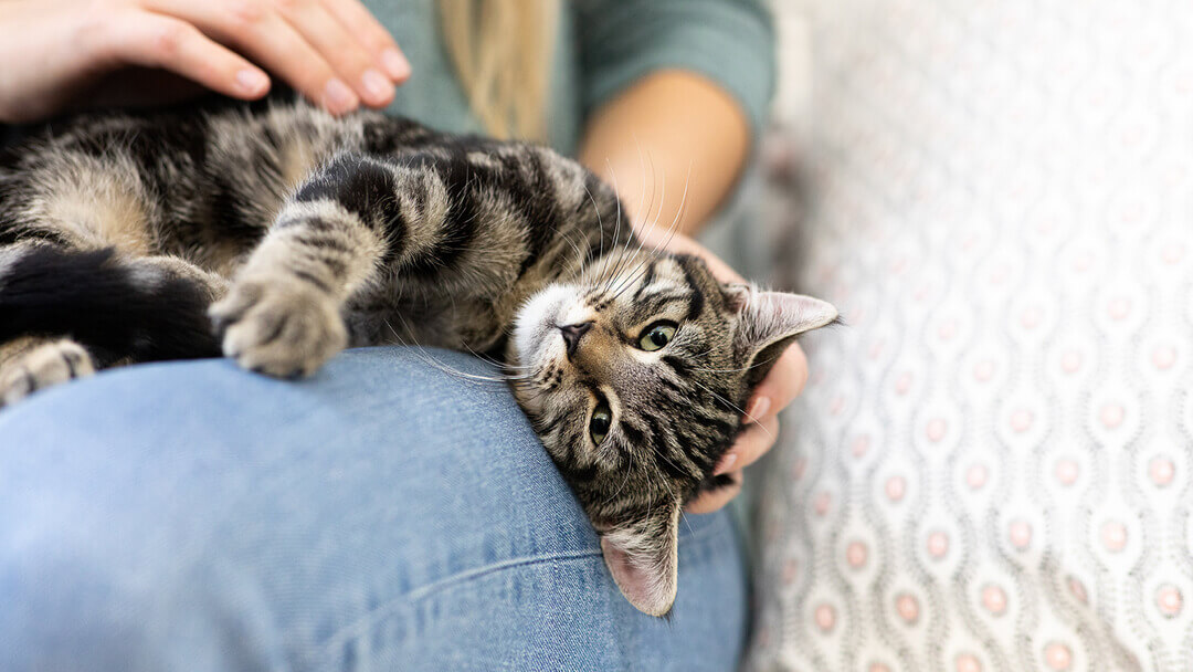 Pourquoi les chats patounent-ils : Raisons et significations | Purina