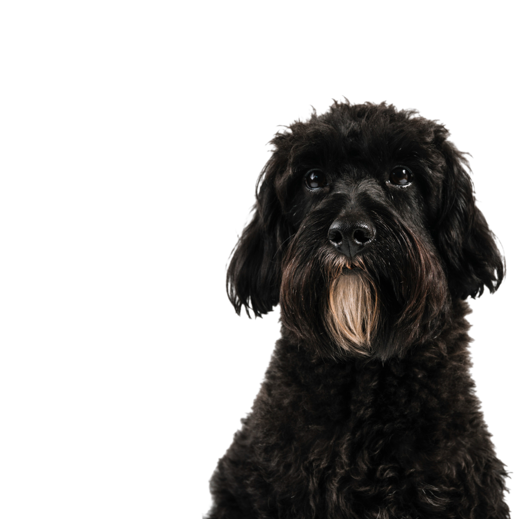 Chien
