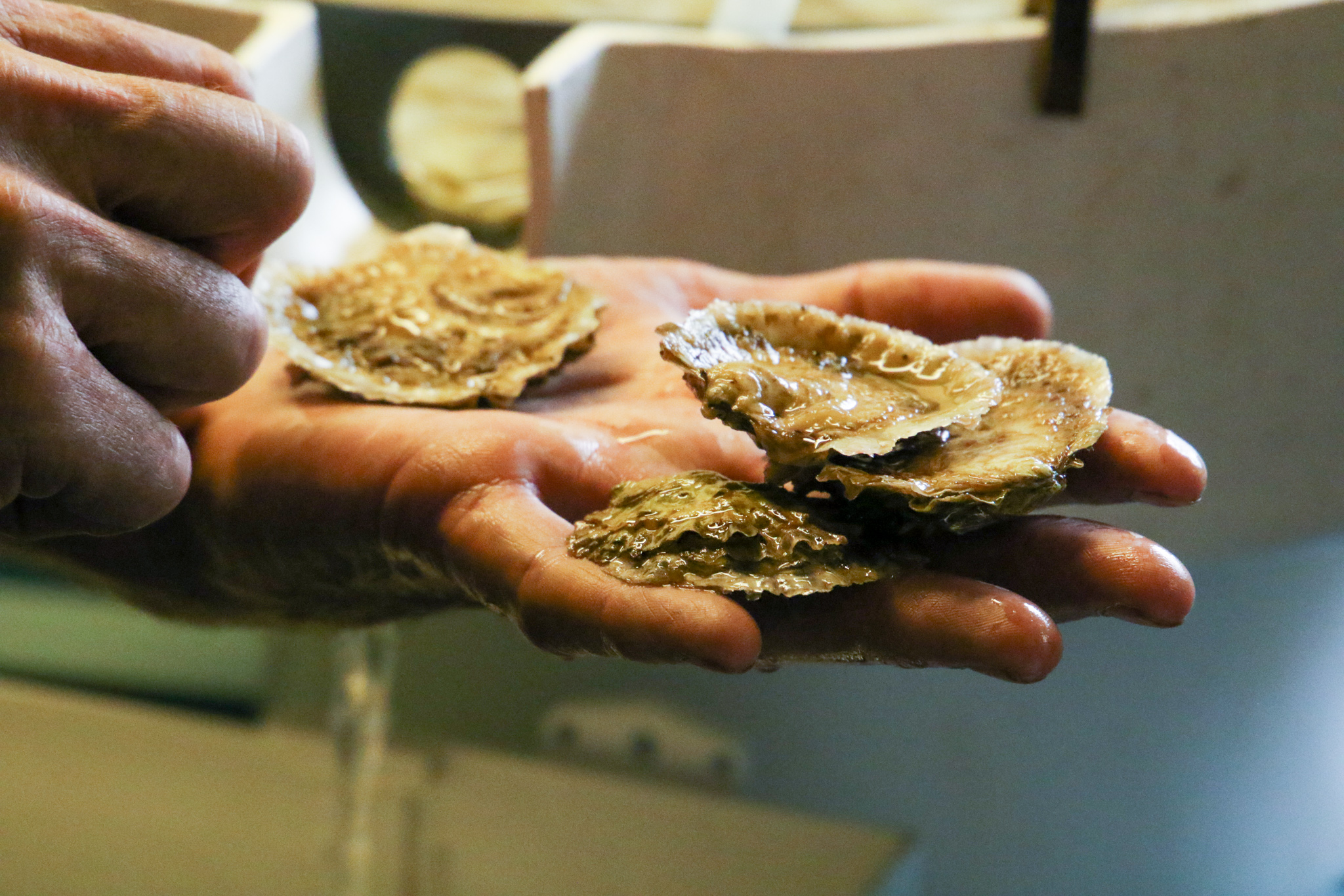Oyster Heaven