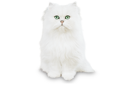 Purina