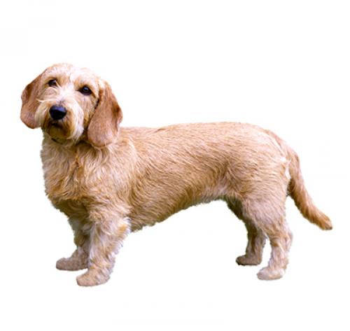 Petit fauve de bretagne 2025