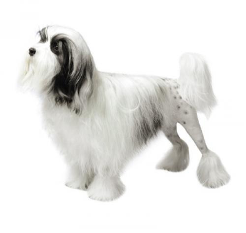 Petit Chien Lion Information Sur La Race Purina