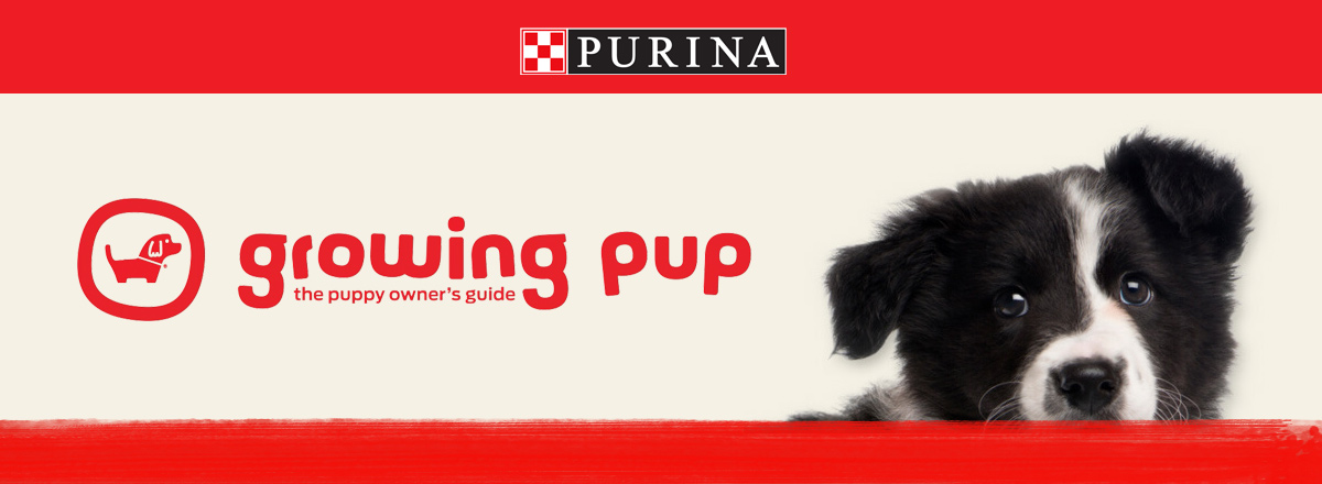 chiot border collie growing pup purina