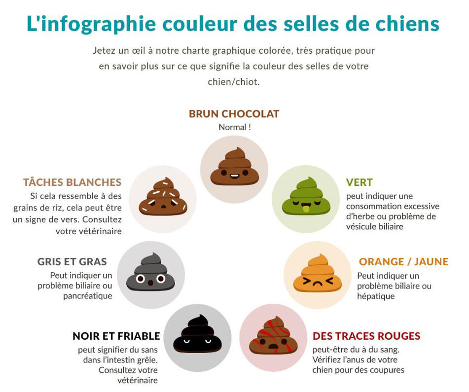 schéma sur la couleur des selles de chien.