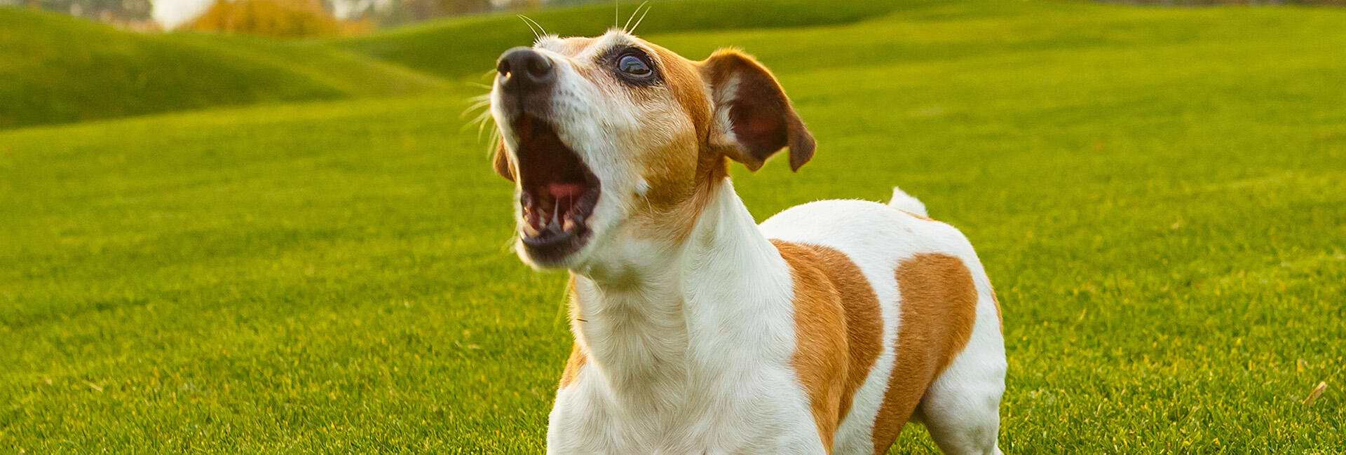Le chien aboie dans le champ