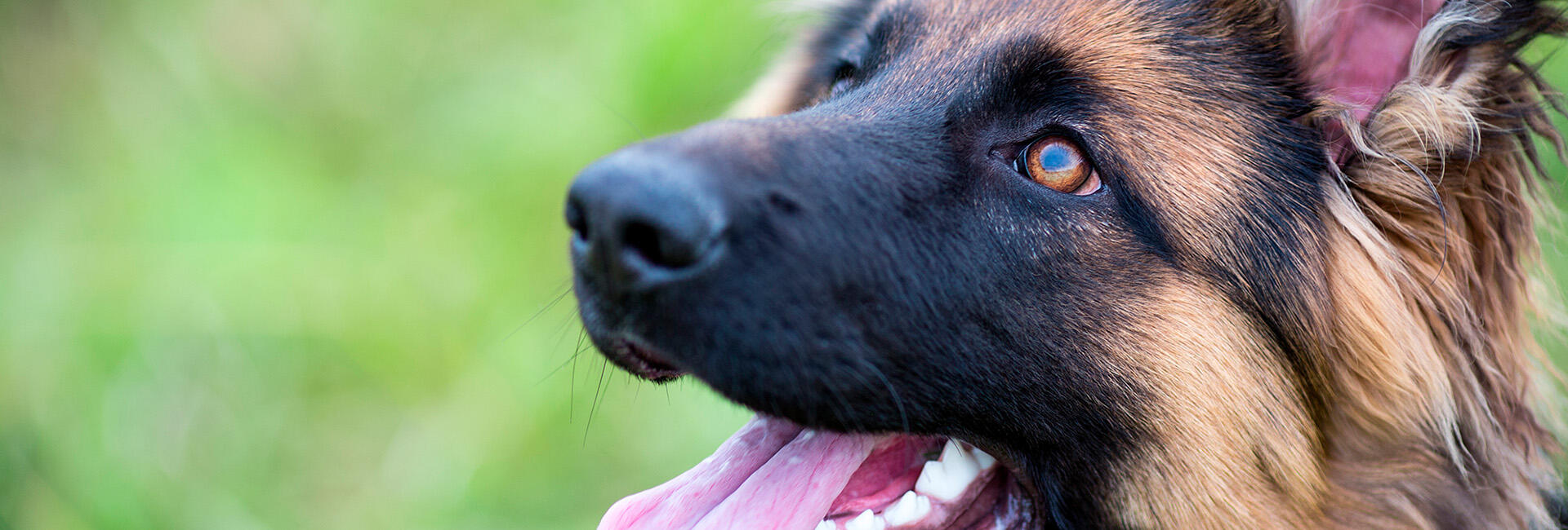 Chien de berger détourne le regard