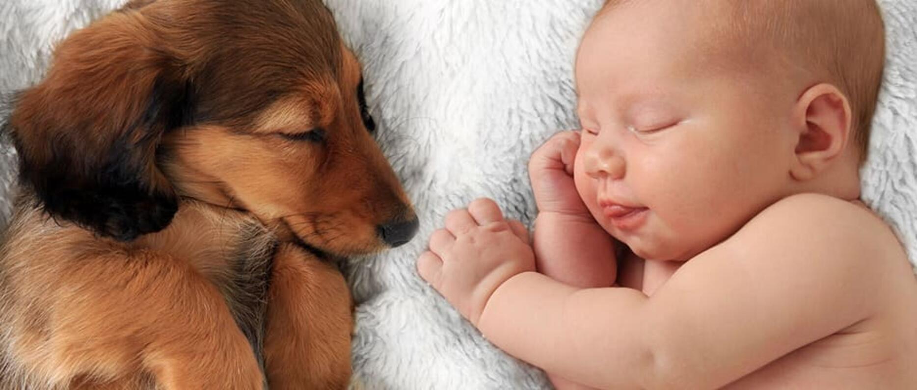 LA COHABITATION ENTRE LES CHIENS ET LES ENFANTS