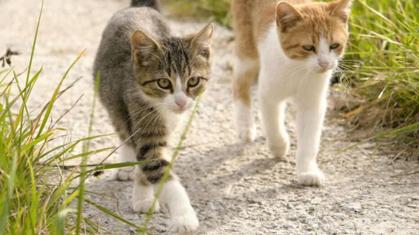 SÉCURITÉ DU CHAT DANS VOTRE JARDIN