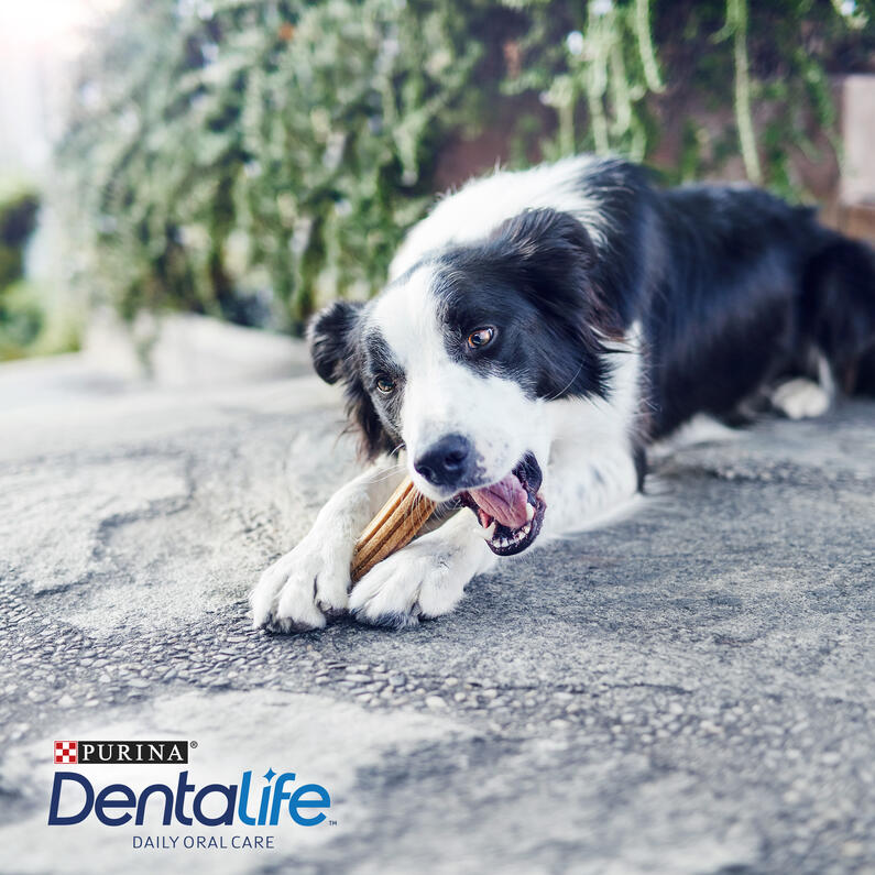 DENTALIFE® Daily