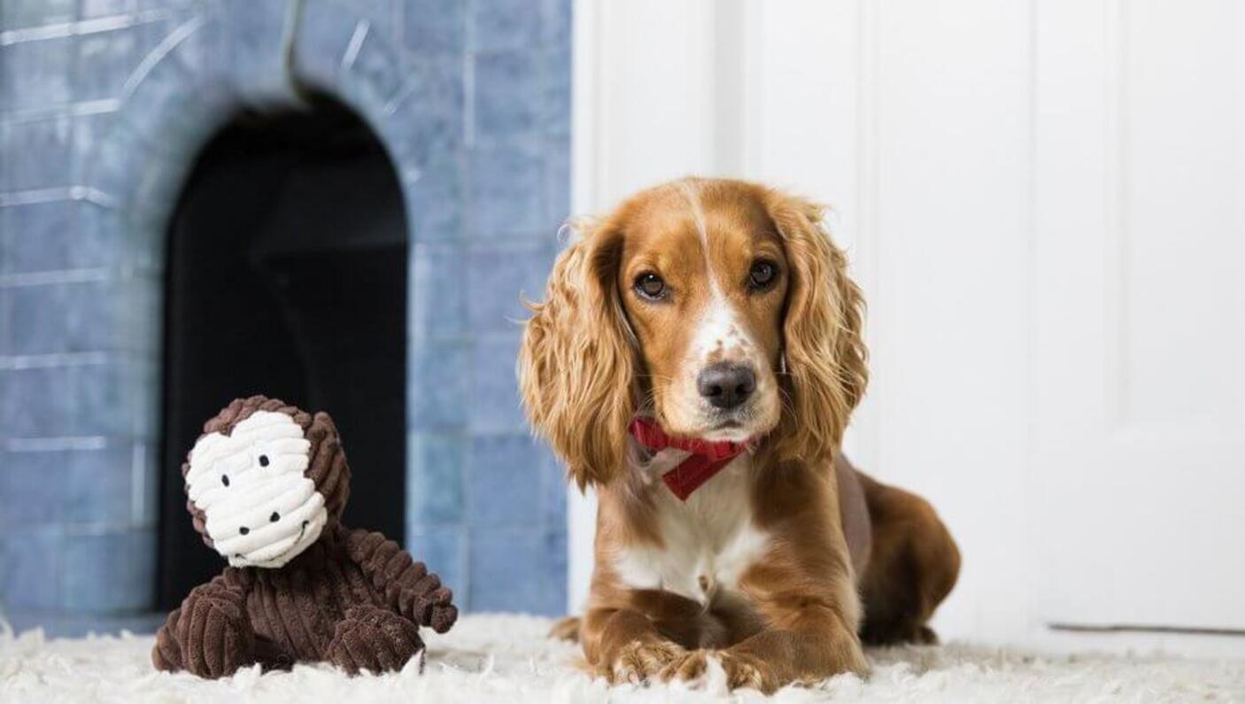 Cocker Spaniel assis à côté d'un jouet singe