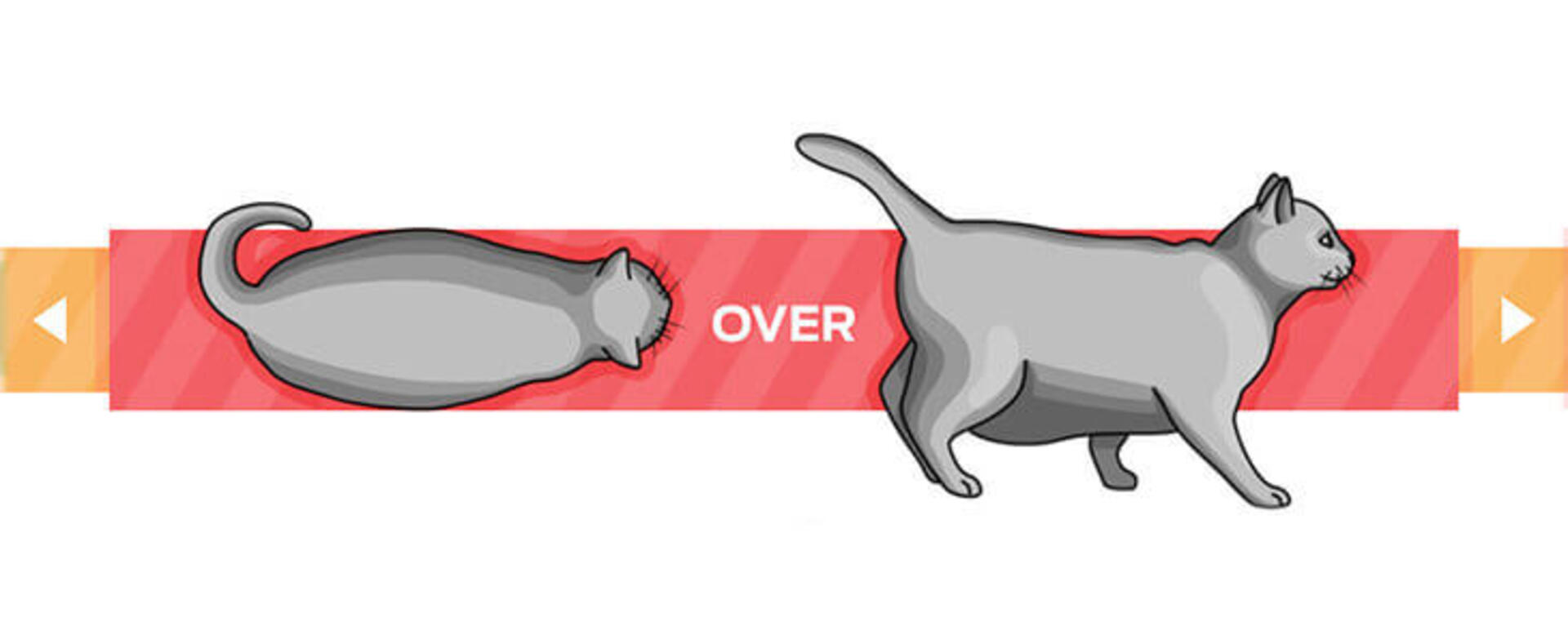 La condition physique du chat, cas de l'obésité