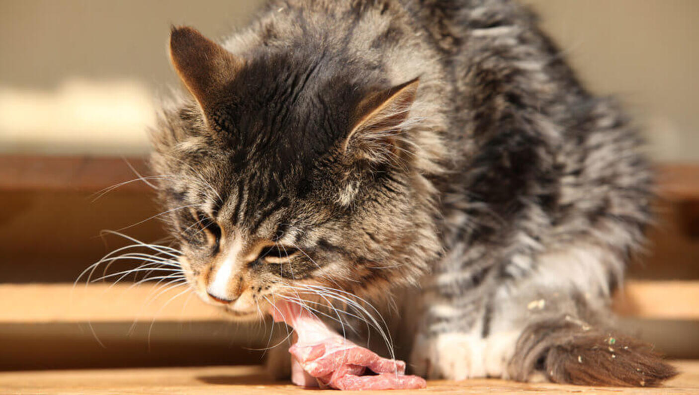 Les chats peuvent-ils manger de la viande crue ?