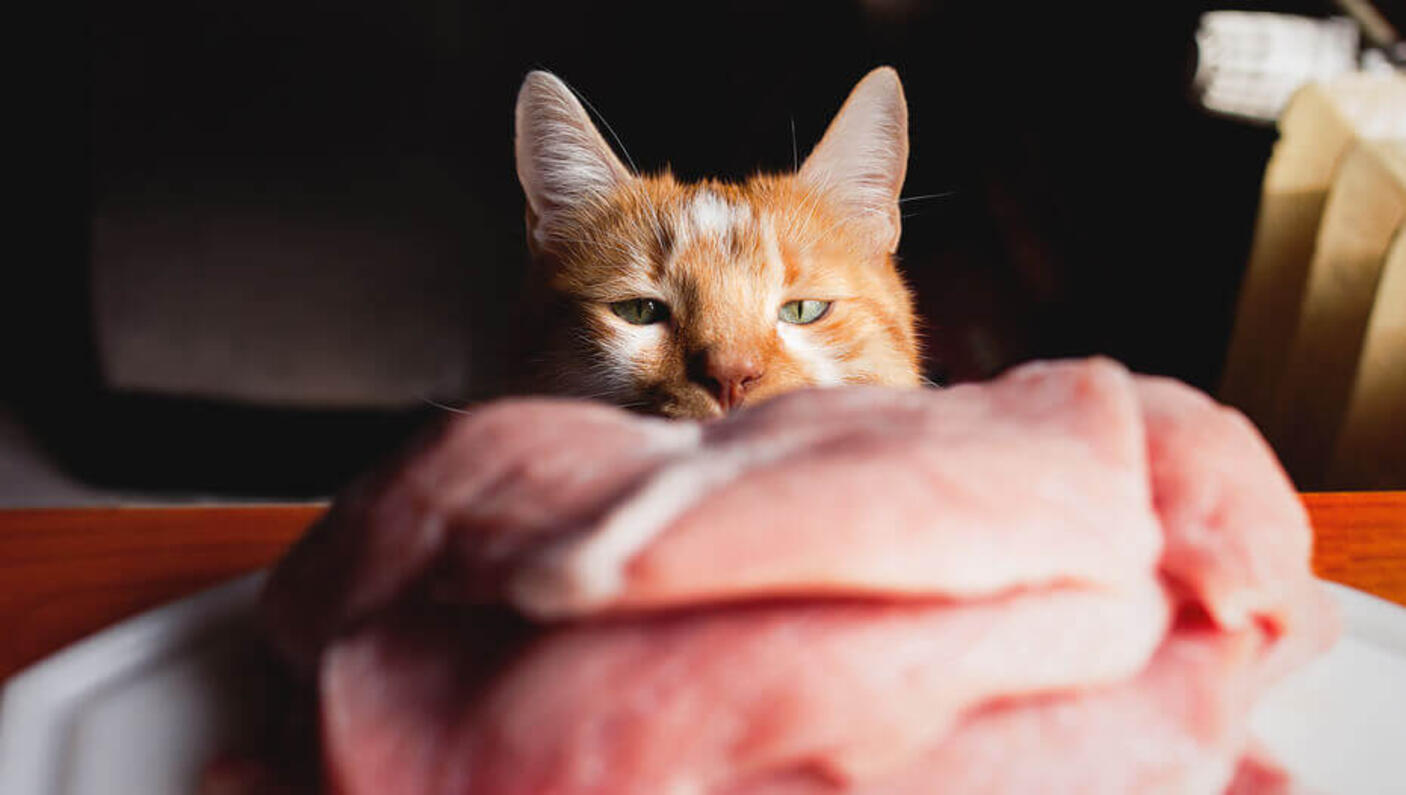 Les chats peuvent-ils manger de la viande crue ?