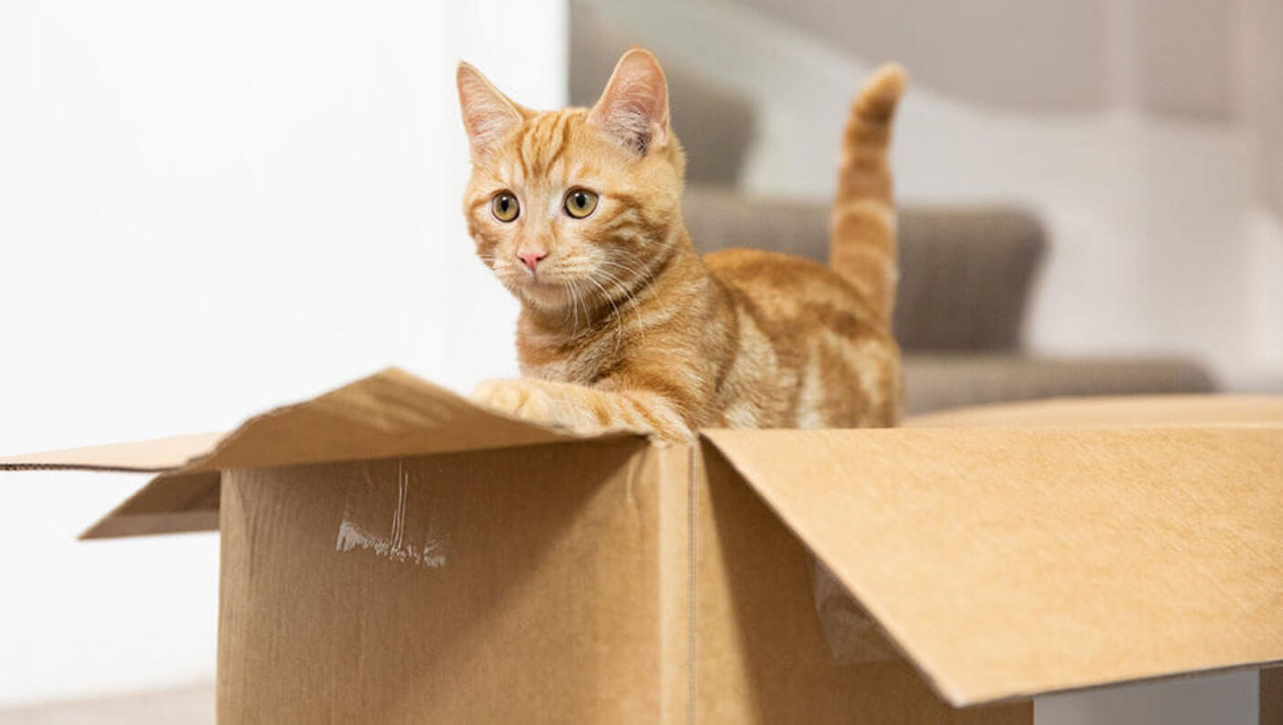 Top 5 des jeux amusants pour chats
