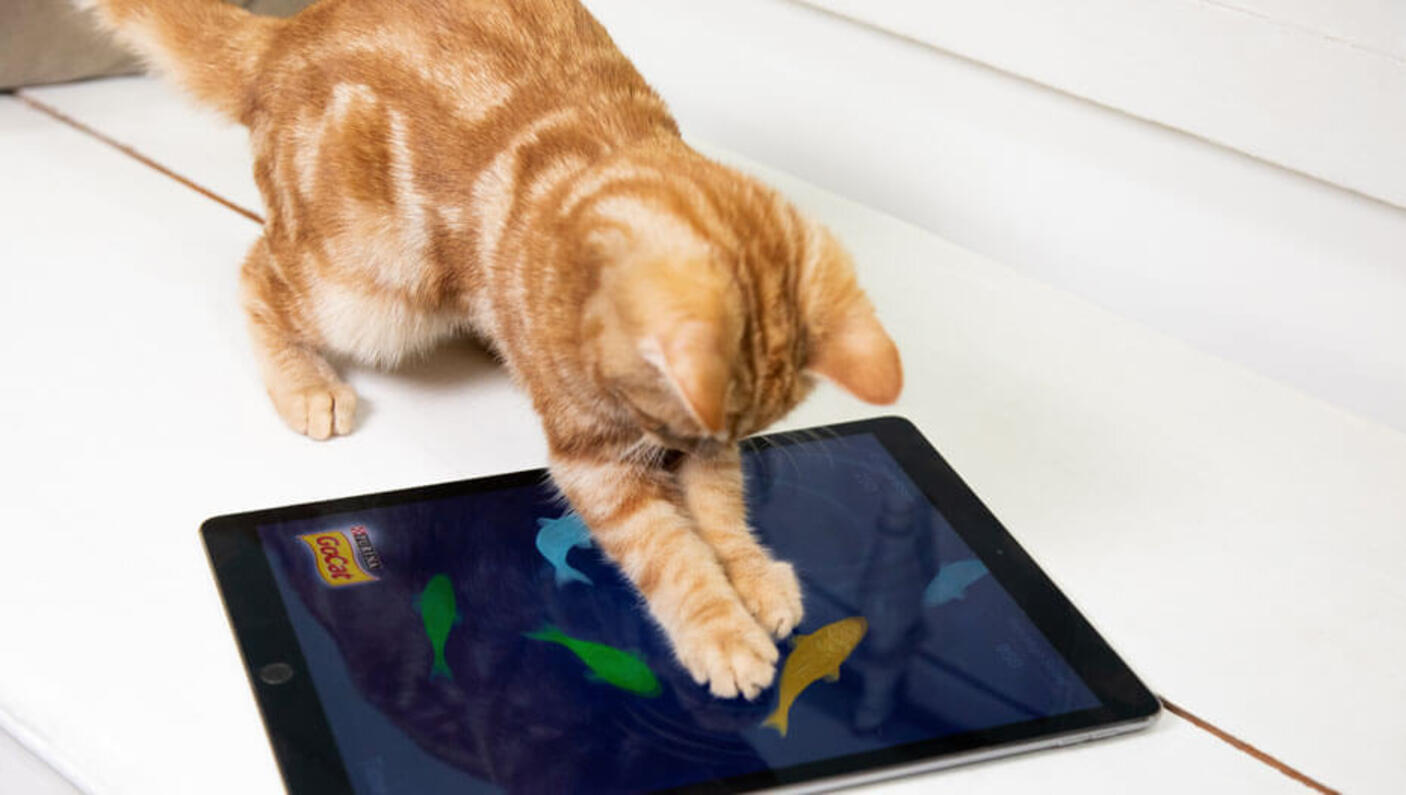 Top 5 des jeux amusants pour chats