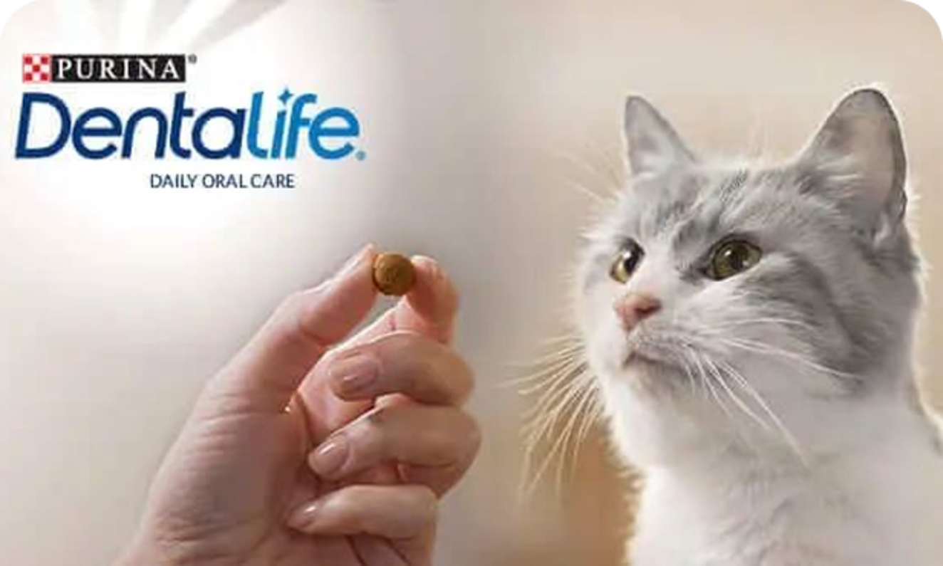 dentalife chat