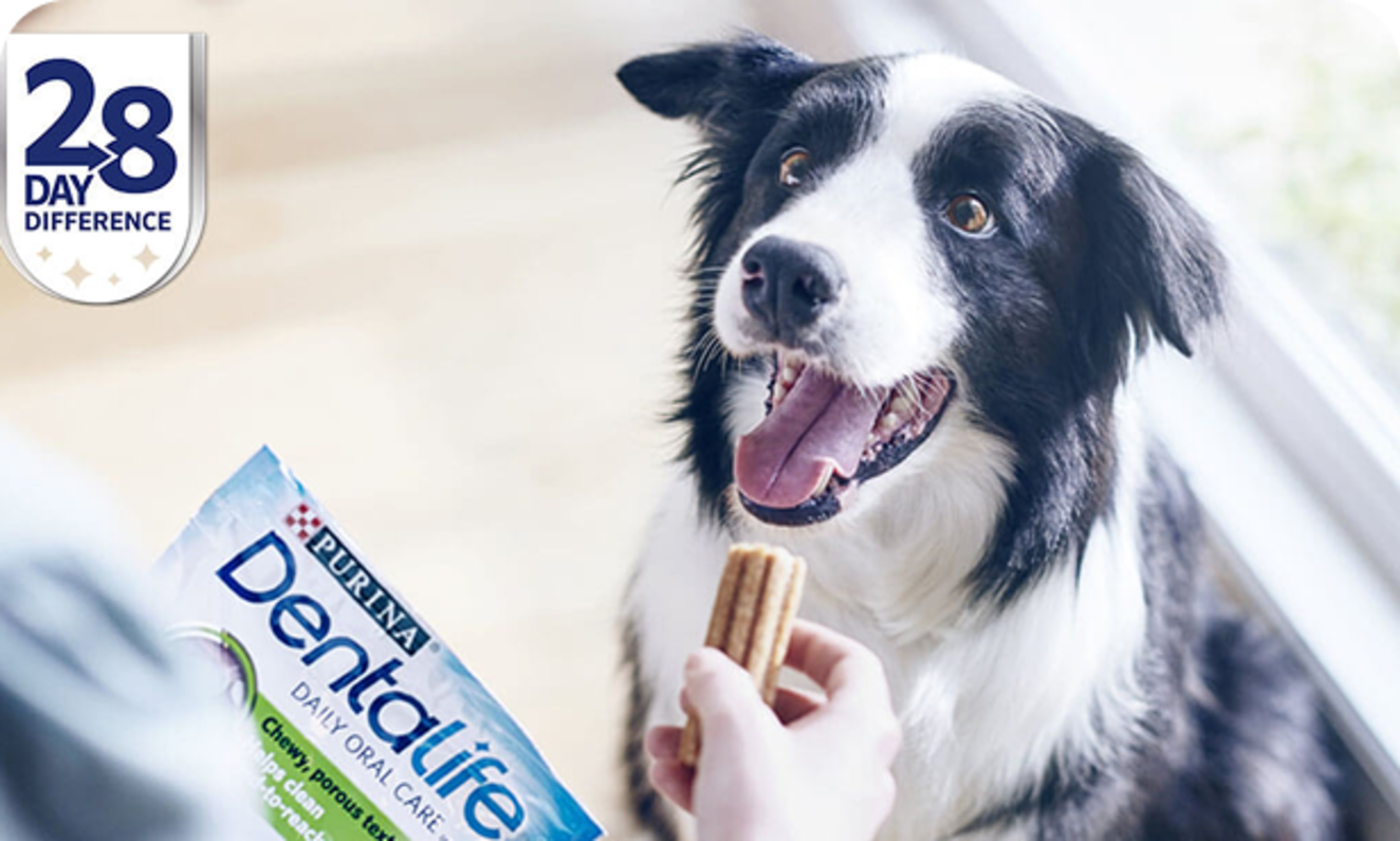 Dentalife chien