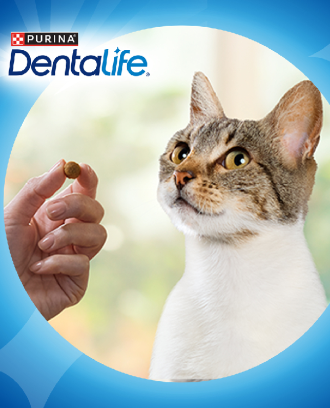 Dentalife Chat