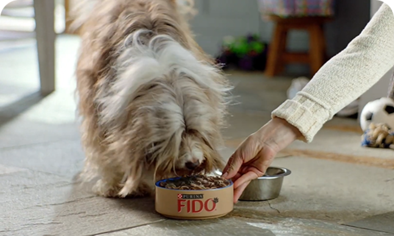 Chien+Gamelle FIDO