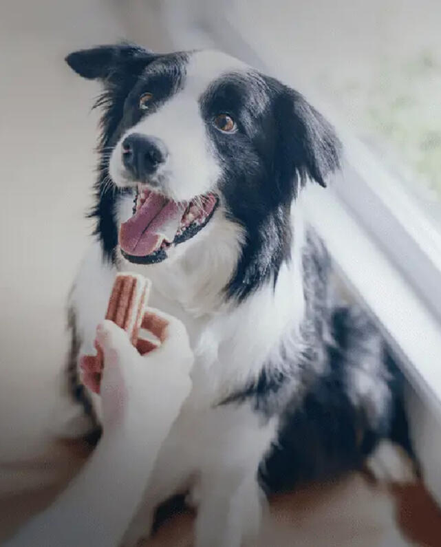 Dentalife Chien