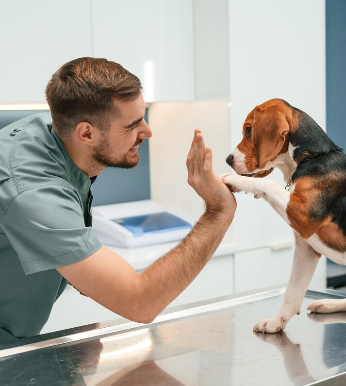 Le chien chez le médecin
