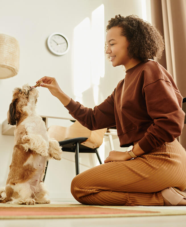 Propriétaire nourrissant le chien