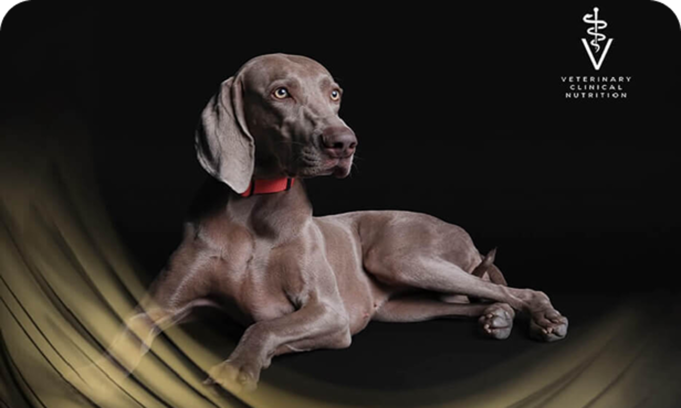 PPVD chien