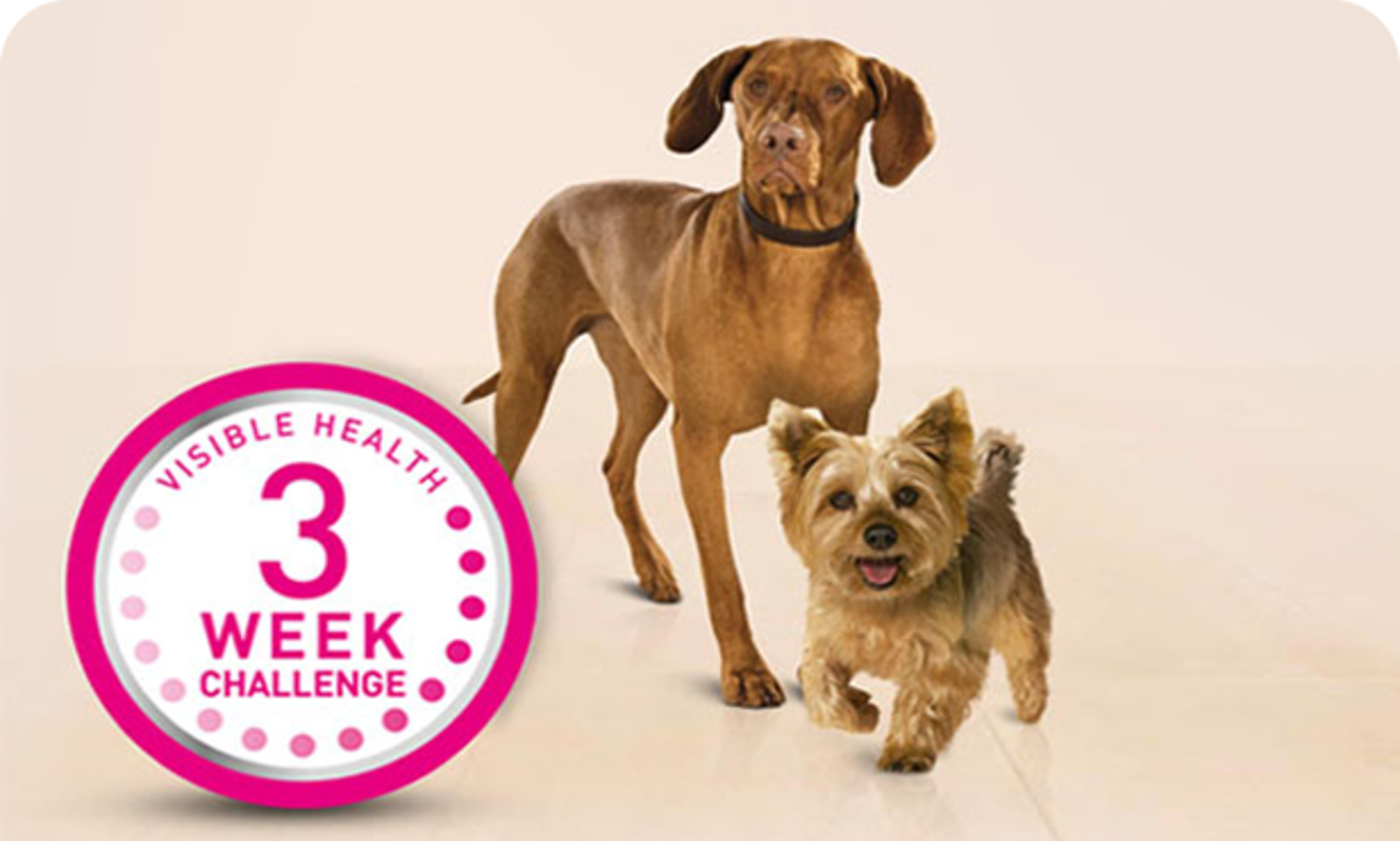 Purina One Chien