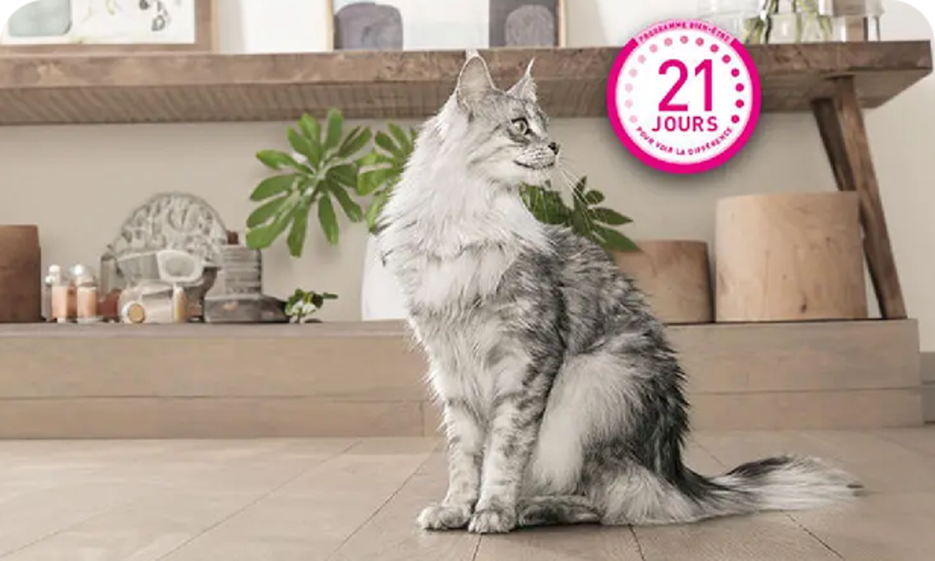 Purina ONE Chat