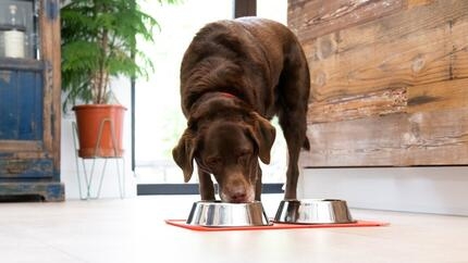  Labrador chocolat mangeant dans un bol