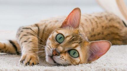 5 raisons pour lesquelles les chats miaulent