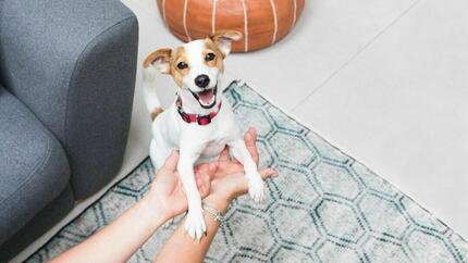 Un chiot Jack Russell Terrier excité joue avec le propriétaire.