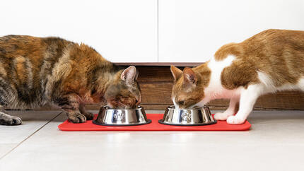 Bruine kat zit in een kattenbed