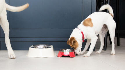 Chiot mange dans un bol