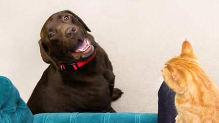 Chien brun assis regardant chat sur les genoux de la personne