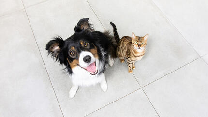 Chien et chat assis sur le sol en levant