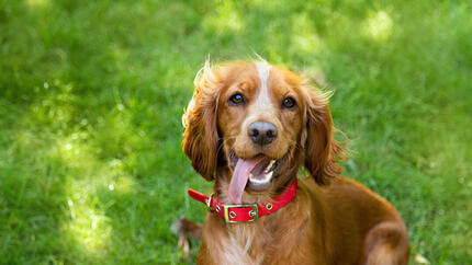 Chien en collier rouge assis sur l'herbe