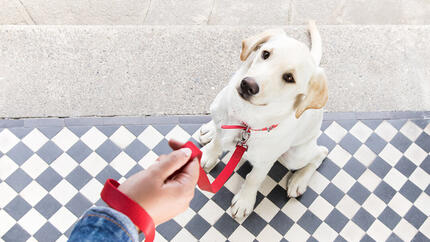 Chien assis sur le seuil avec laisse rouge