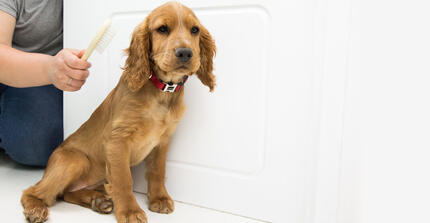 Chiot assis avec femme et brosse