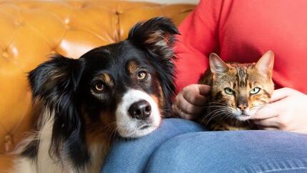 Chien et chat couché sur le propriétaire.