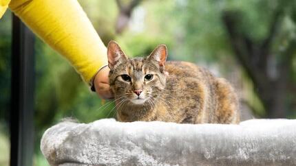 chat caressé par le propriétaire