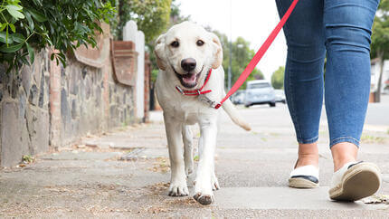 chiot marchant dehors en laisse